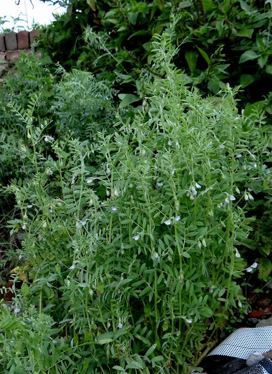 Vicia hirsuta